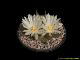 Ariocarpus trigonus 1388